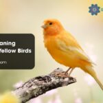 Spiritual Meaning Symbolism Yellow Birds