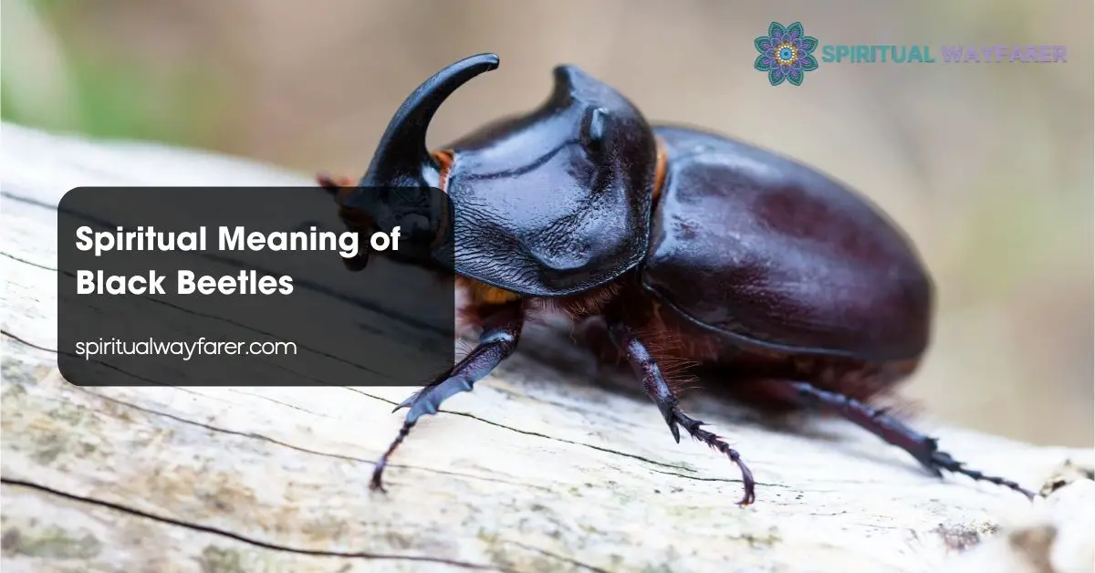 Spiritual Meaning of Black Beetles