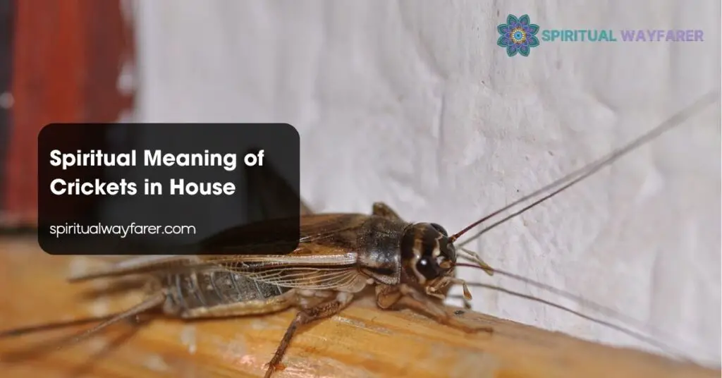 Spiritual Meaning of Crickets in House
