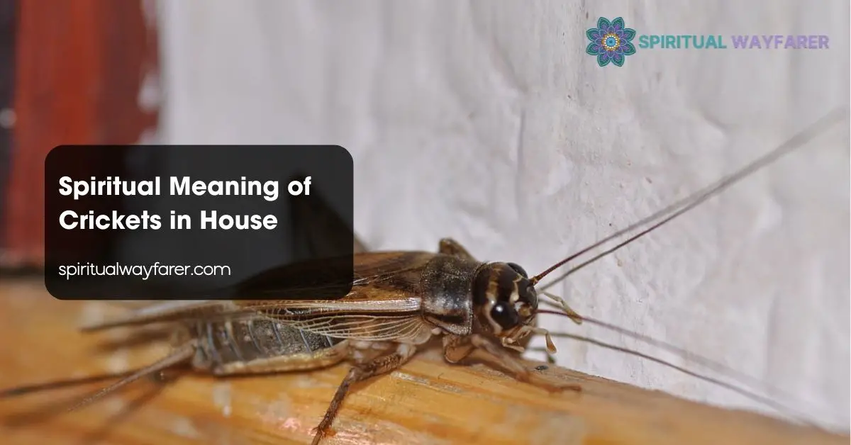 Spiritual Meaning of Crickets in House
