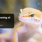 Spiritual Meaning of Gecko