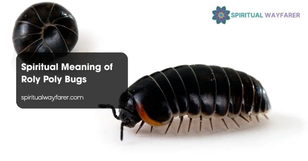 Spiritual Meaning of Roly Poly Bugs