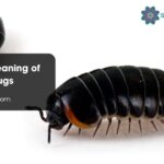 Spiritual Meaning of Roly Poly Bugs