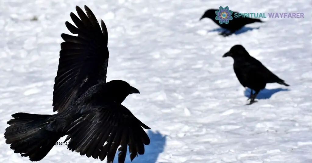 Unlocking the Spiritual Meaning of Seeing 3 Crows: What It Reveals About Your Journey 3 Spiritual Meaning of Seeing 3 Crows (2)