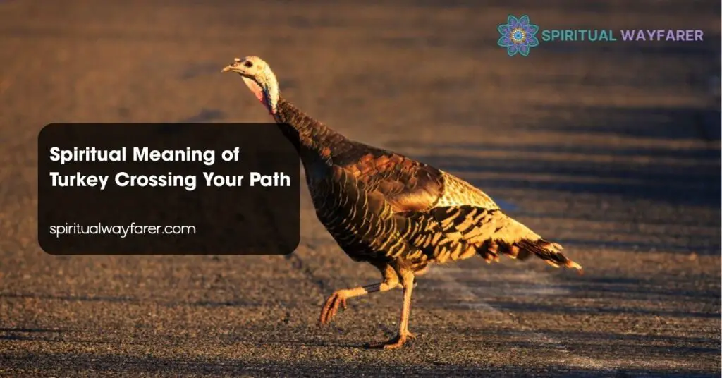 Spiritual Meaning of Turkey Crossing Your Path