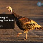 Spiritual Meaning of Turkey Crossing Your Path