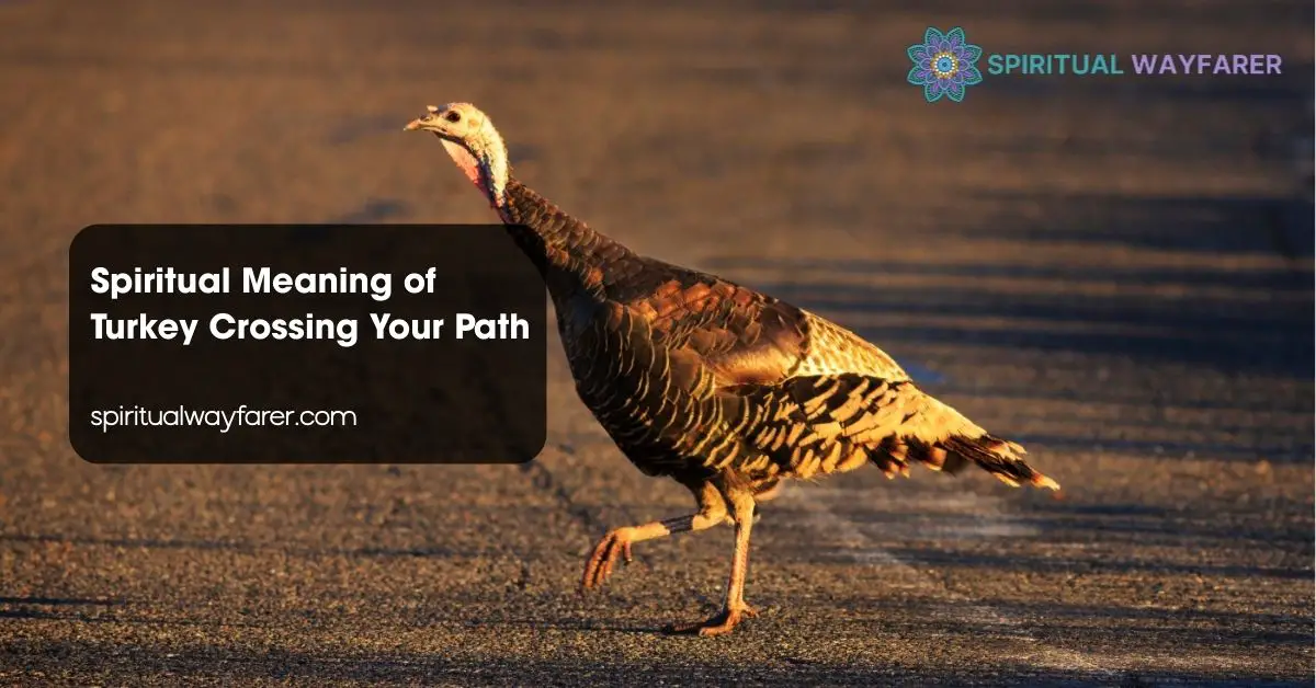 Spiritual Meaning of Turkey Crossing Your Path