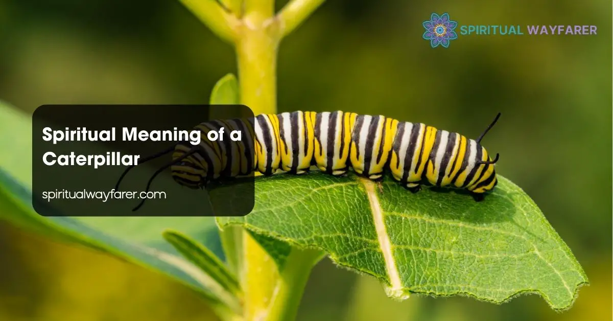 Spiritual Meaning of a Caterpillar