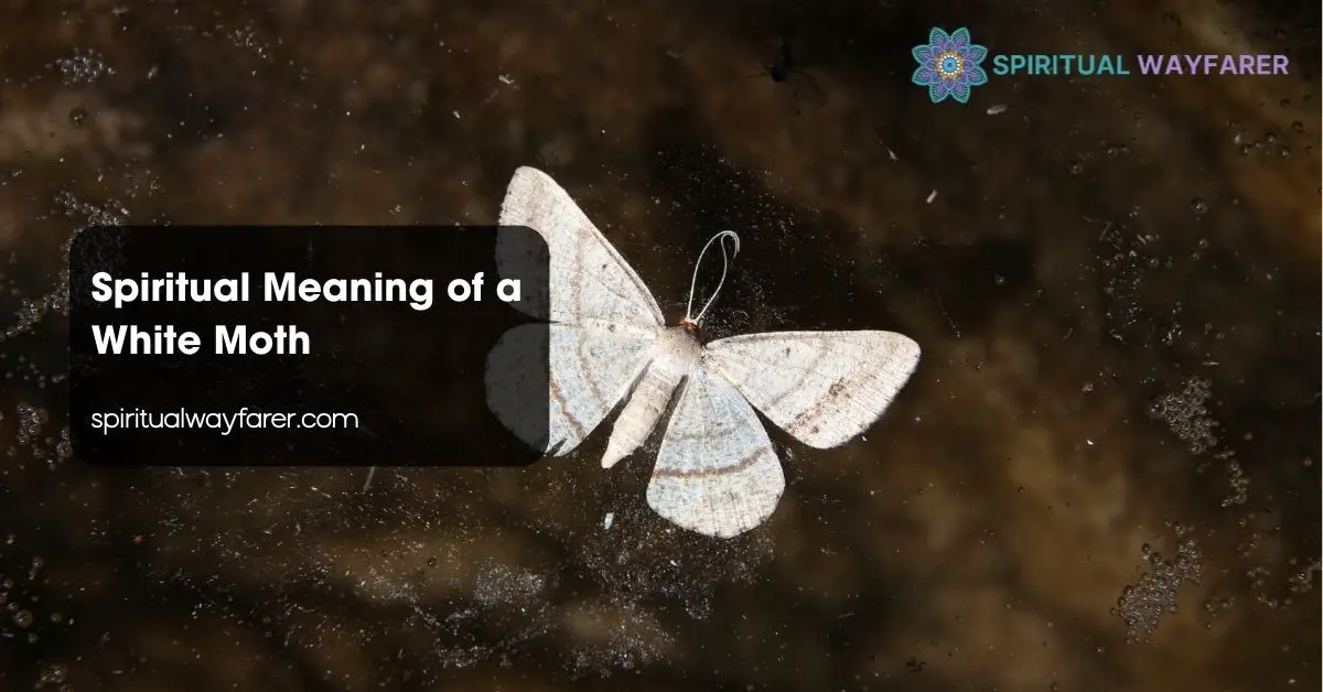 Spiritual Meaning of a White Moth