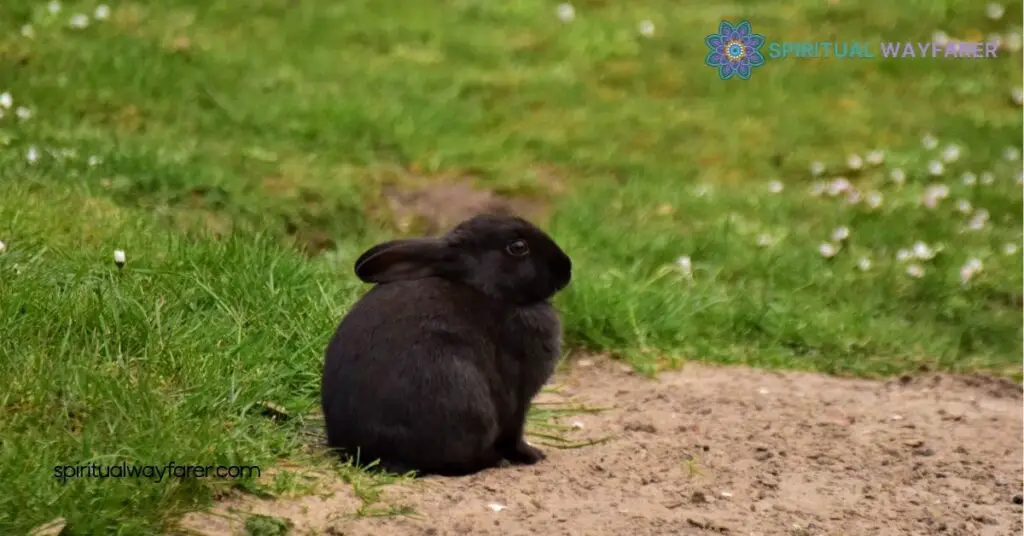 Black Rabbit Spiritual Meaning: Unlock Its Secrets for Transformation and Protection 2 Spiritual Meanings