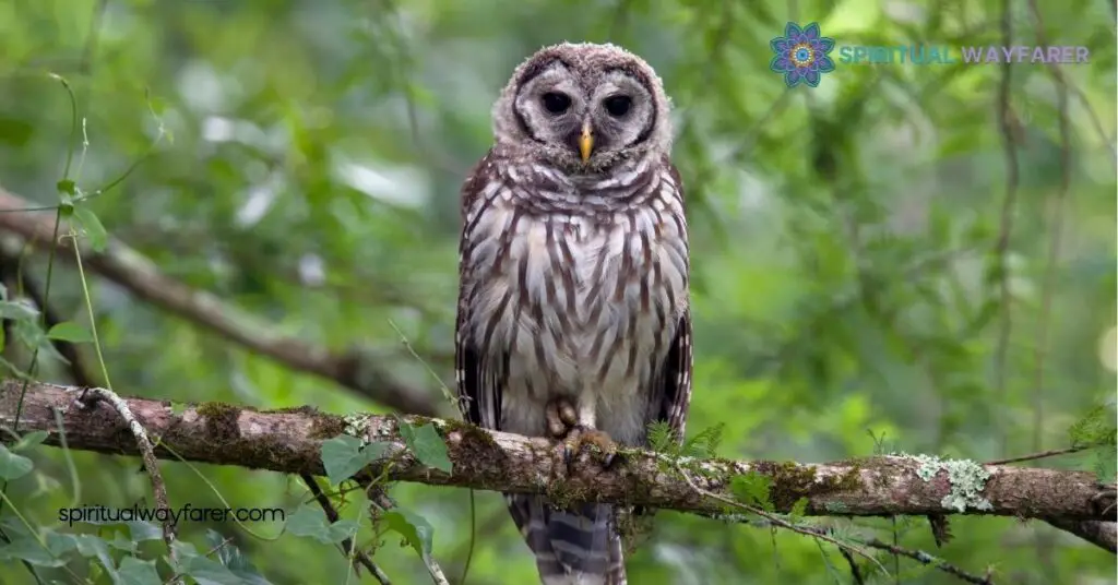 Unlock the Spiritual Meaning and Symbolism of the Barred Owl 2 Spiritual Meanings