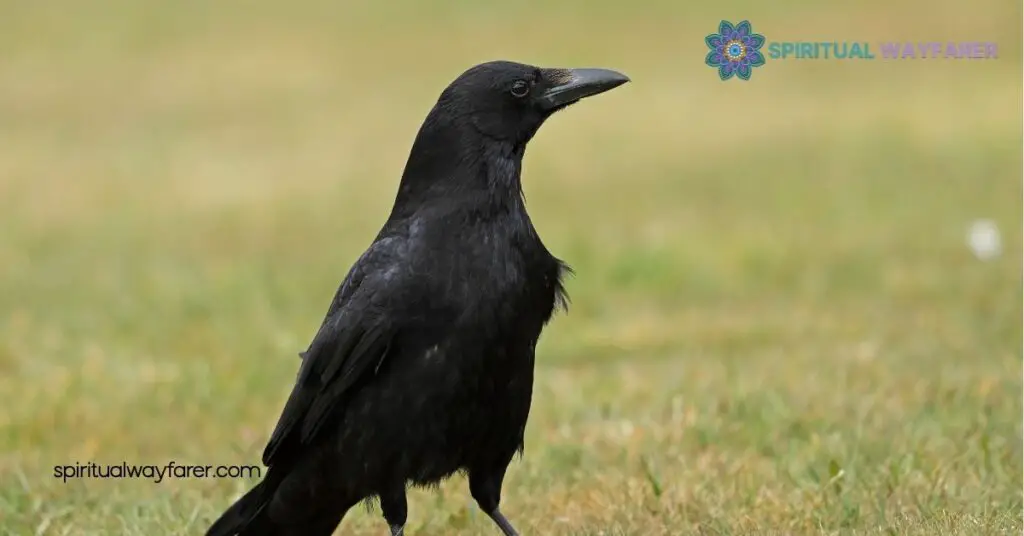 Discover Crow Feather Symbolism: Meanings Across Cultures and History 3 Spiritual Meanings Associated with Crow Feathers