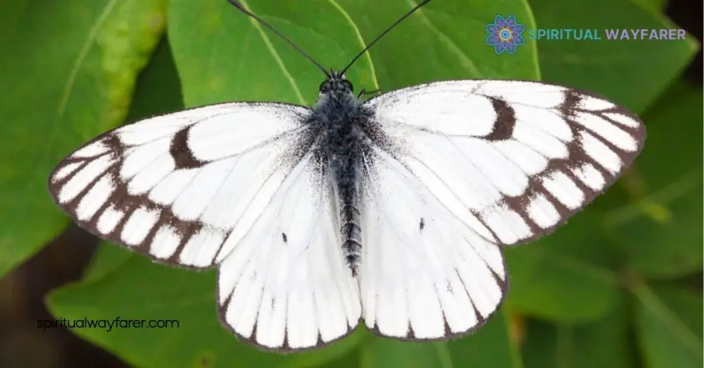 Unlocking the Spiritual Meaning & Symbolism of Black and White Butterflies 2 Spiritual Meanings Behind Color Combinations