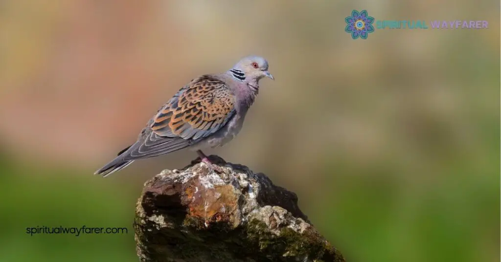 The Turtle Dove's Spiritual Meaning, Messages & Symbolism Explained 2 Spiritual Meanings Of Turtle Doves