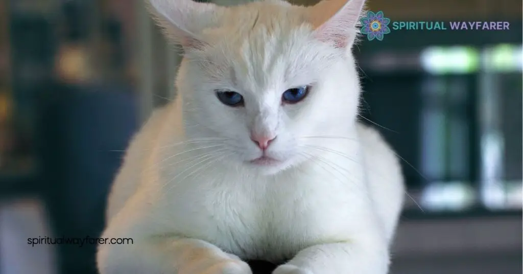 White Cat Spiritual Meaning: Unlocking Symbols of Purity and Protection 2 Spiritual Meanings Of White Cats