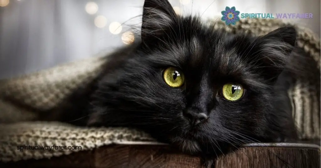 Black Cat at Your Door? Discover Its Spiritual Meaning 4 Spiritual Meanings and Interpretations