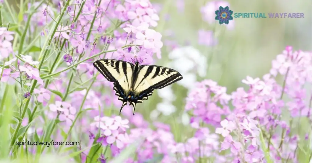 Exploring the Spiritual Meaning and Symbolism of the Tiger Swallowtail Butterfly 2 Spiritual Meanings of the Tiger Swallowtail Butterfly