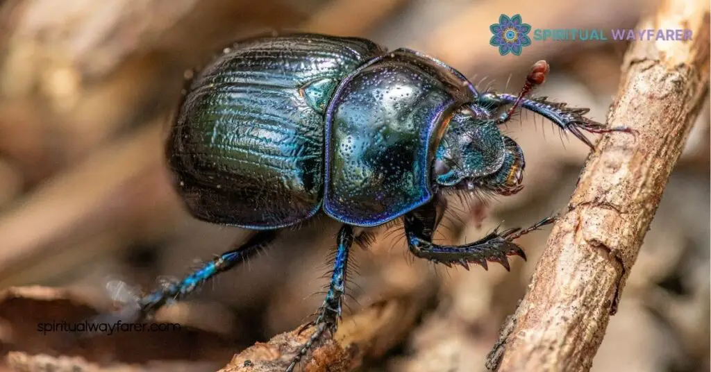 The Spiritual Meaning of Black Beetles: Unlock Transformation & Resilience 2 Spiritual Messages