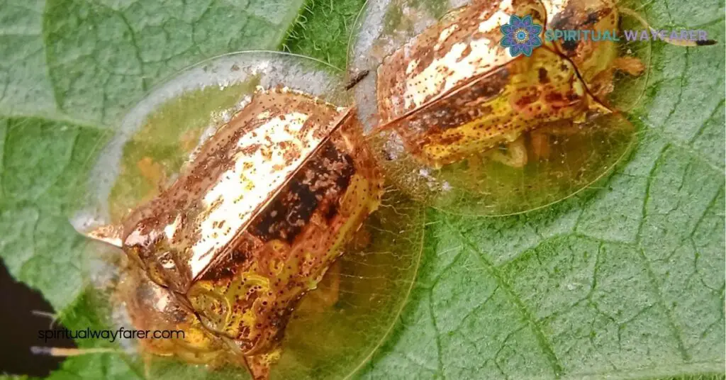 Golden Beetles Spiritual Meaning: Embrace Transformation and Prosperity 3 Spiritual Significance