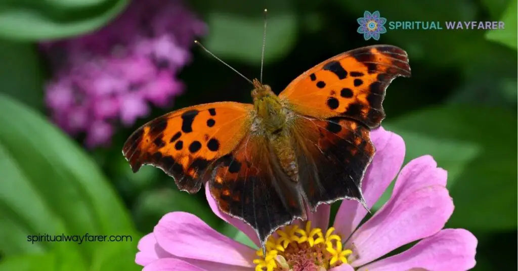 Question Mark Butterfly Spiritual Meaning & Symbolism Explained 1 Spiritual Significance