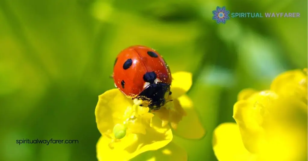 Unlocking Ladybug Symbolism: Discover the Hidden Meanings Behind These Lucky Beetles 3 Spiritual Significance