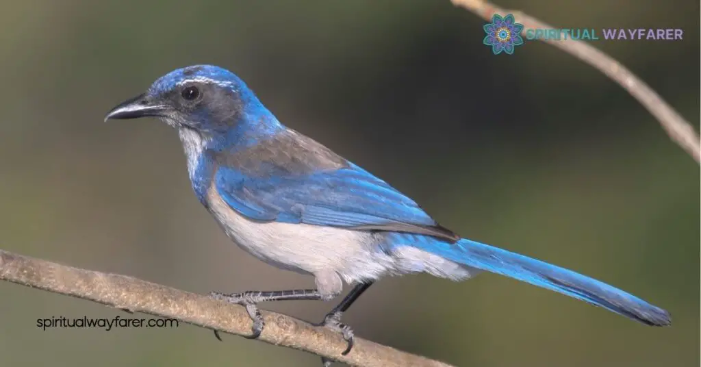 Unlock the Secrets of Scrub Jay Spiritual Meaning for Personal Transformation 2 Spiritual Significance Of The Scrub Jay