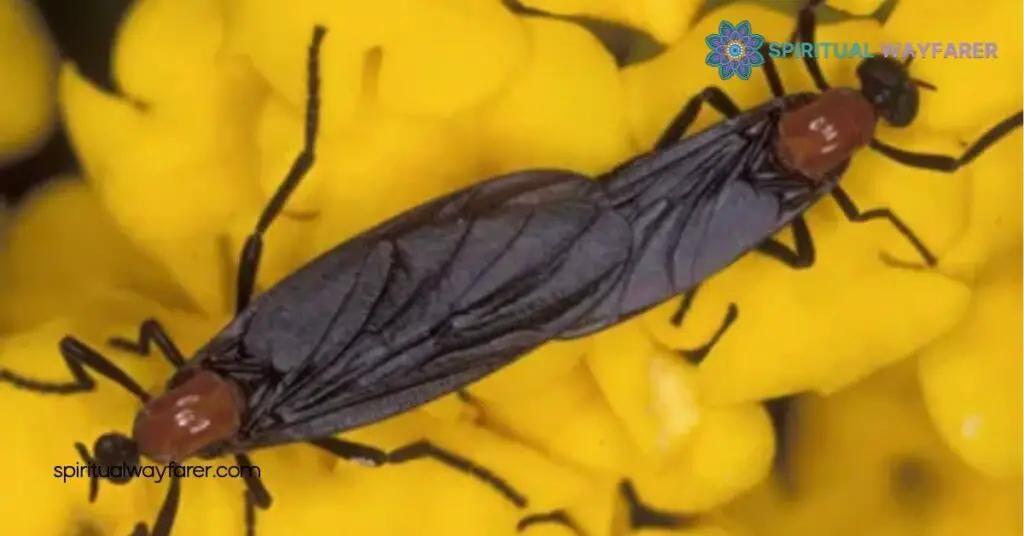 Love Bugs Spiritual Meaning: Discover the Symbolism Behind These Beloved Insects 2 Spiritual Symbolism of Love Bugs