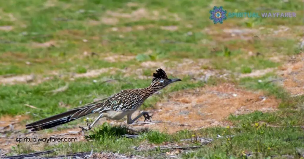Discover the Hidden Meaning Behind Roadrunner Symbolism 4 Spiritual and Personal Meaning
