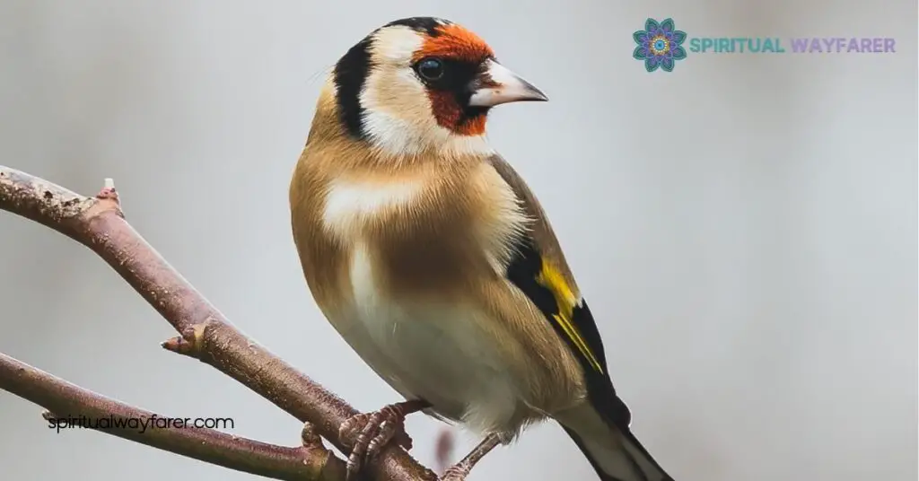 Goldfinch Symbolism Revealed: Explore Its Meaning in Art, Culture & More 3 Spiritual and Religious Meanings