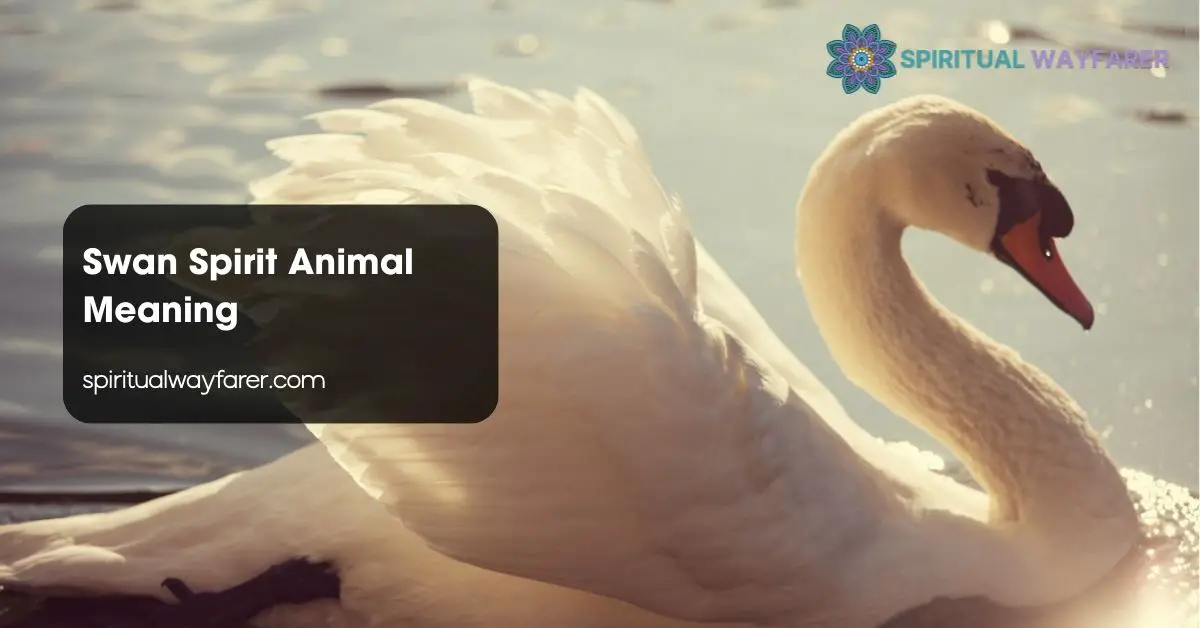 Swan Spirit Animal Meaning