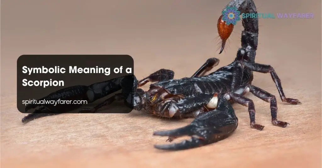Symbolic Meaning of a Scorpion