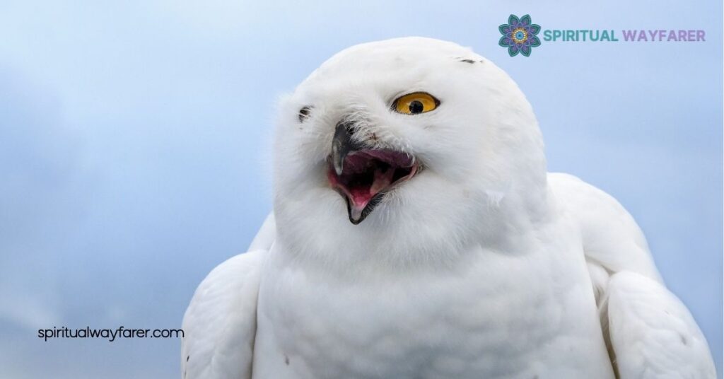 Unlock the Mystical Symbolism and Spiritual Meaning of White Owls 3 Symbolic Meanings