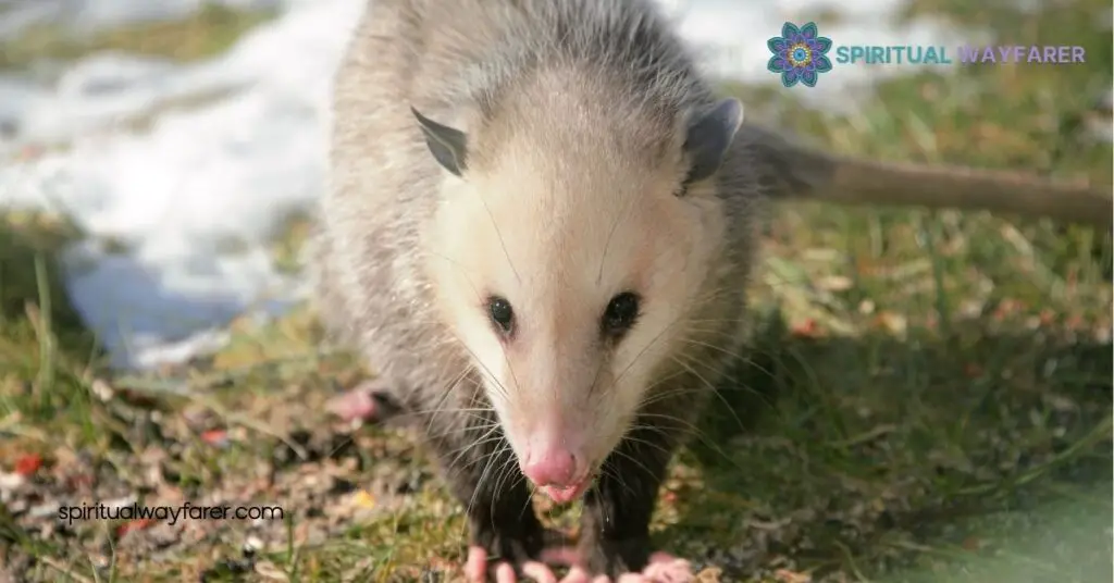 Unveiling Opossum Symbolism: Meanings, Traits, and Cultural Significance 2 Symbolic Meanings