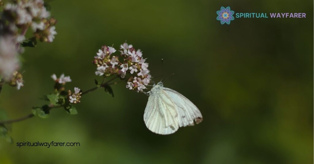 Uncovering the Symbolism of White Moths: Culture, Transformation & Spirituality 2 Symbolic Meanings