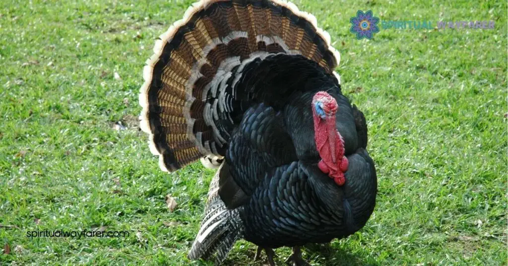 Unveiling Turkey Symbolism: From Ancient Myths to Modern Traditions 2 Symbolic Meanings