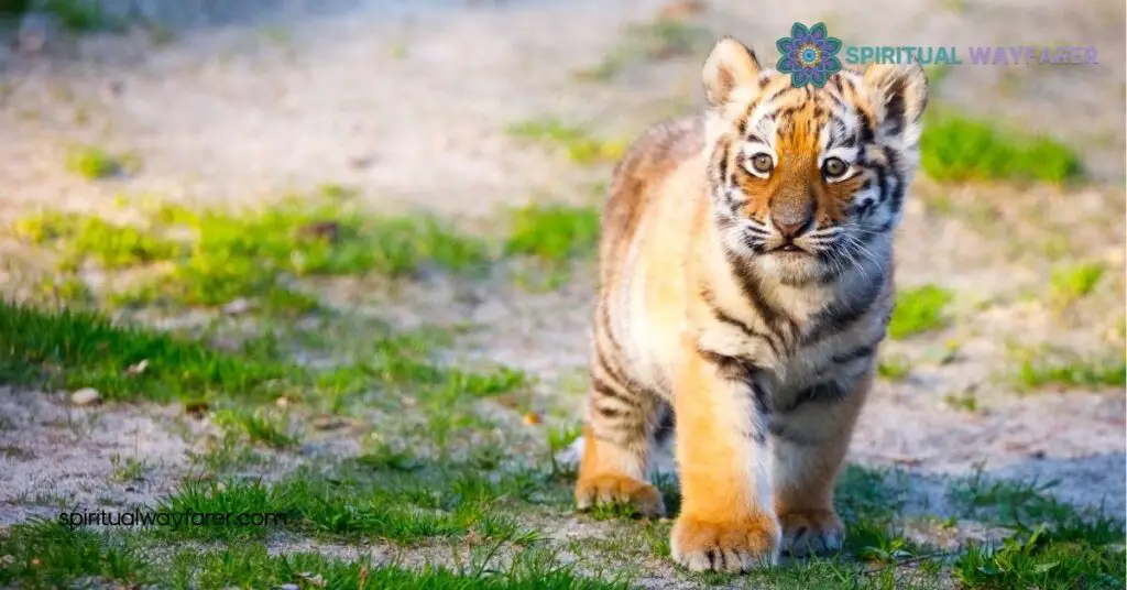 Tiger Symbolism: Exploring Its Powerful Meaning Across Cultures 3 Symbolic Meanings