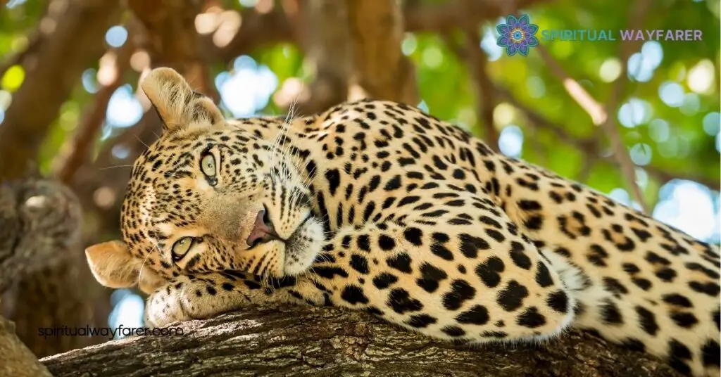 Leopard Symbolism Explained: Uncover Strength, Grace & Cultural Significance 2 Symbolic Meanings Of The Leopard
