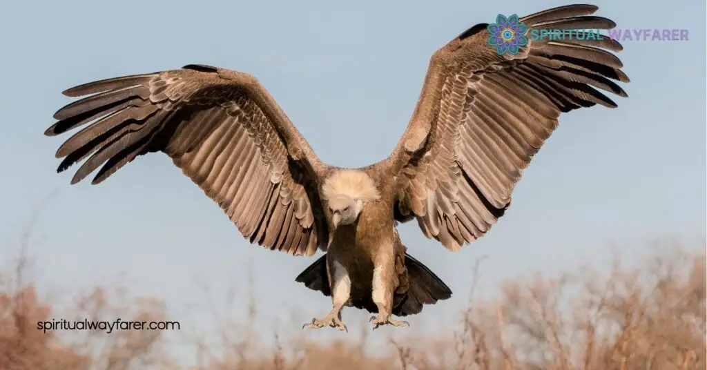 Understanding Vulture Symbolism: Cultural, Historical & Psychological Insights 2 Symbolic Meanings of Vultures