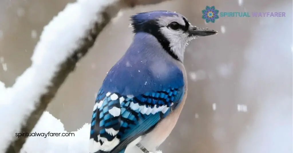 The Power of Jay Symbolism: Uncovering Intelligence, Freedom, and Cultural Significance 4 Symbolic Meanings of the Jay