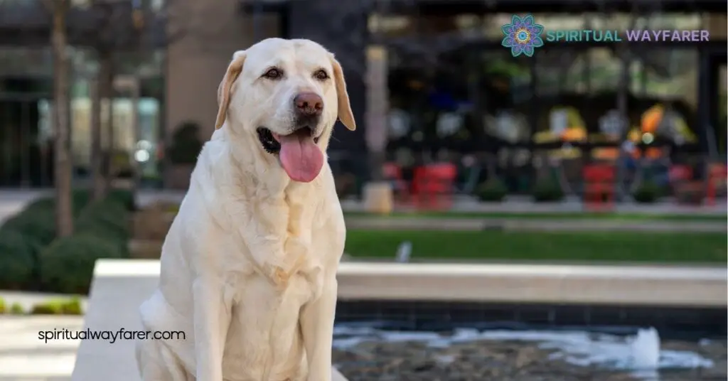 Unlocking Labrador Symbolism: The Deep Meaning Behind America's Favorite Dog 4 Symbolic Significance Today