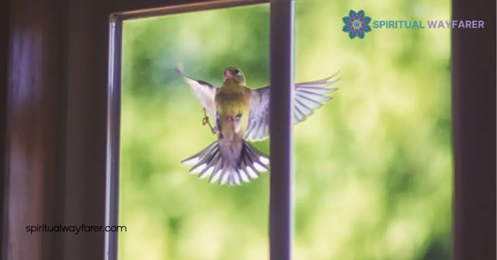 What Does It Mean When a Bird Hits Your Window and Flies Away? Find Out Here 3 Symbolism And Interpretations