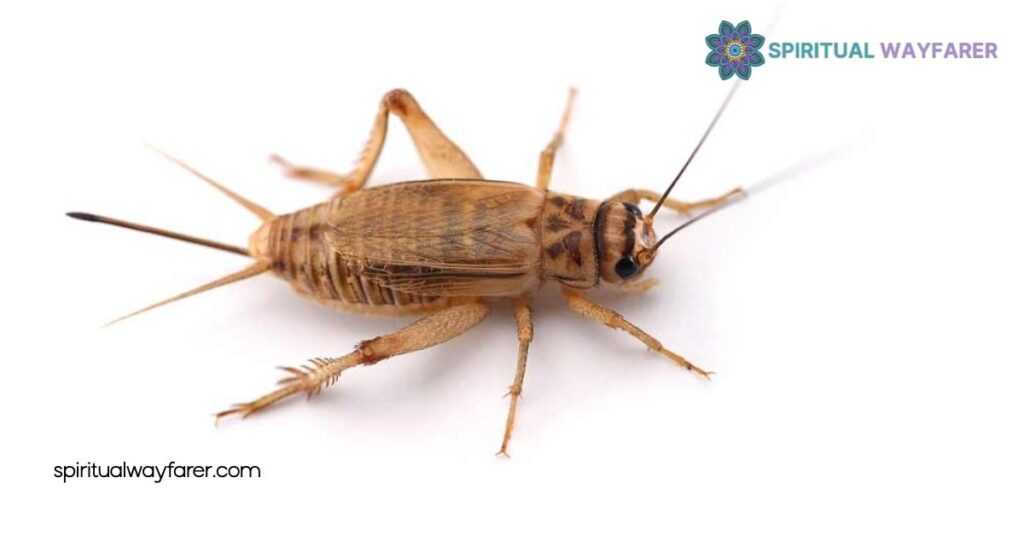 Unlock the Spiritual Meaning of Crickets in Your House: Signs of Luck & Protection 3 Symbolism And Spiritual Messages