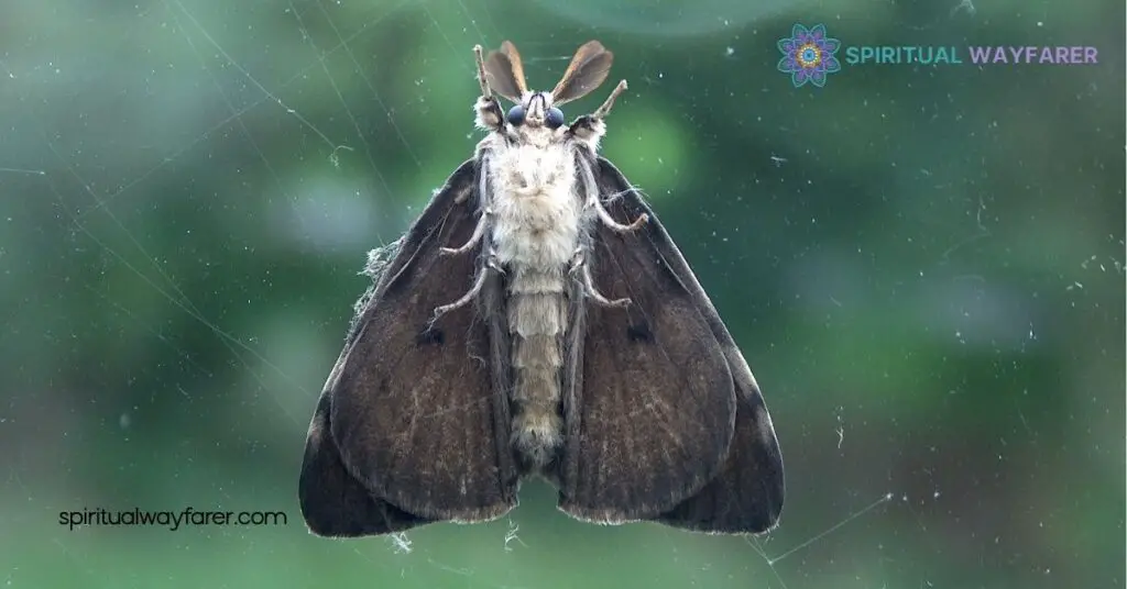 Black Moth Symbolism and Spiritual Meaning: Discover Their Mystical Significance 4 Symbolism In Art And Literature