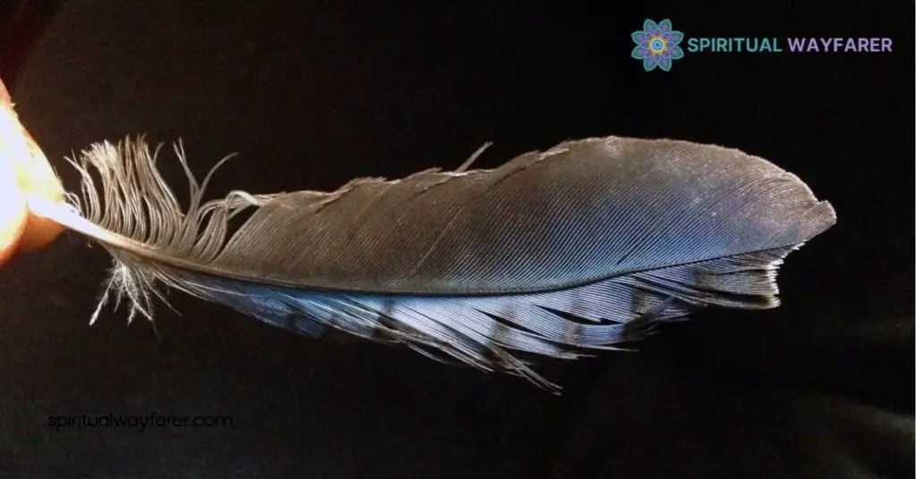 Blue Jay Feather Meaning Love: Unlocking Symbols of Loyalty and Connection 2 Symbolism Of Blue Jay Feathers