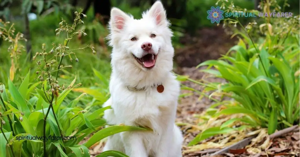 Unlocking Dog Symbolism: What Your Furry Friend Truly Represents 2 Symbolism Of Dogs In Different Cultures
