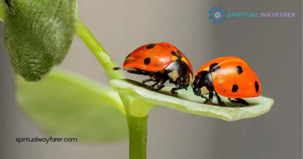Ladybugs: A Sign from Angels – Discover Their Spiritual Meaning 2 Symbolism Of Ladybugs In Different Cultures