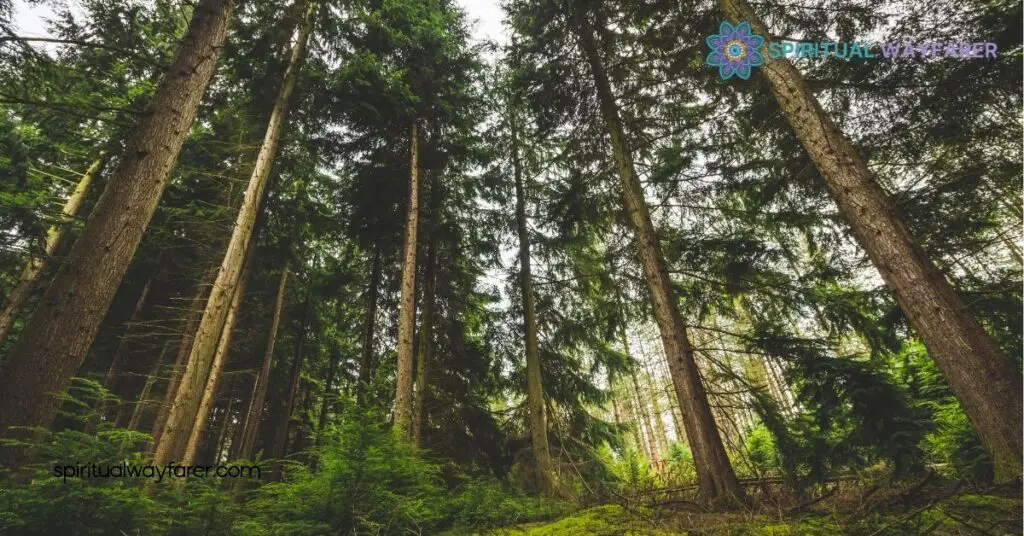 Symbolism Of Pine Trees In Different Cultures