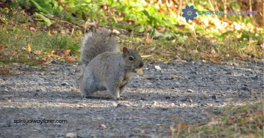 Discover the Spiritual Meaning of a Squirrel Crossing Your Path 1 Symbolism Of Squirrels In Spirituality
