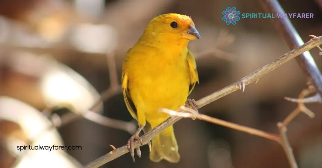 Exploring the Spiritual Meaning & Symbolism of Yellow Birds: Embrace Joy and New Beginnings 2 Symbolism Of Yellow Birds Across Cultures