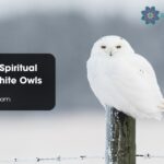 Symbolism Spiritual Meaning White Owls